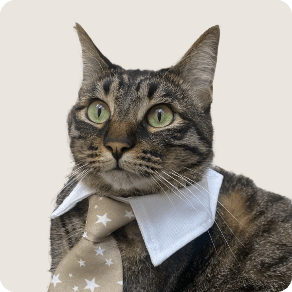 team-member